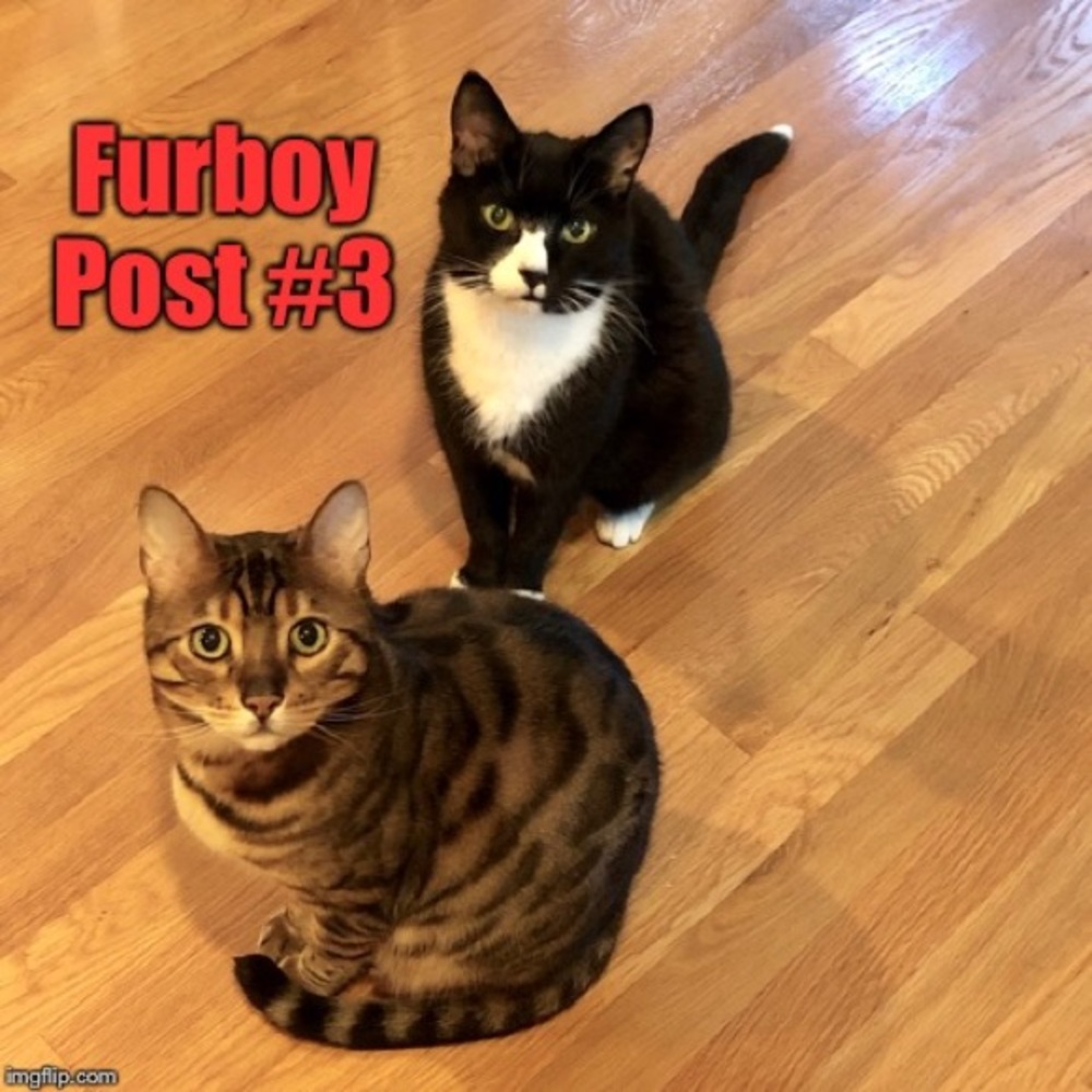🐾 Making our house a home! 🐾💚😽 update 12.20.20